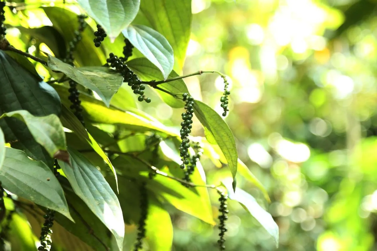 民宿 Spice Valley Home Stay & Tree House 蒙纳
